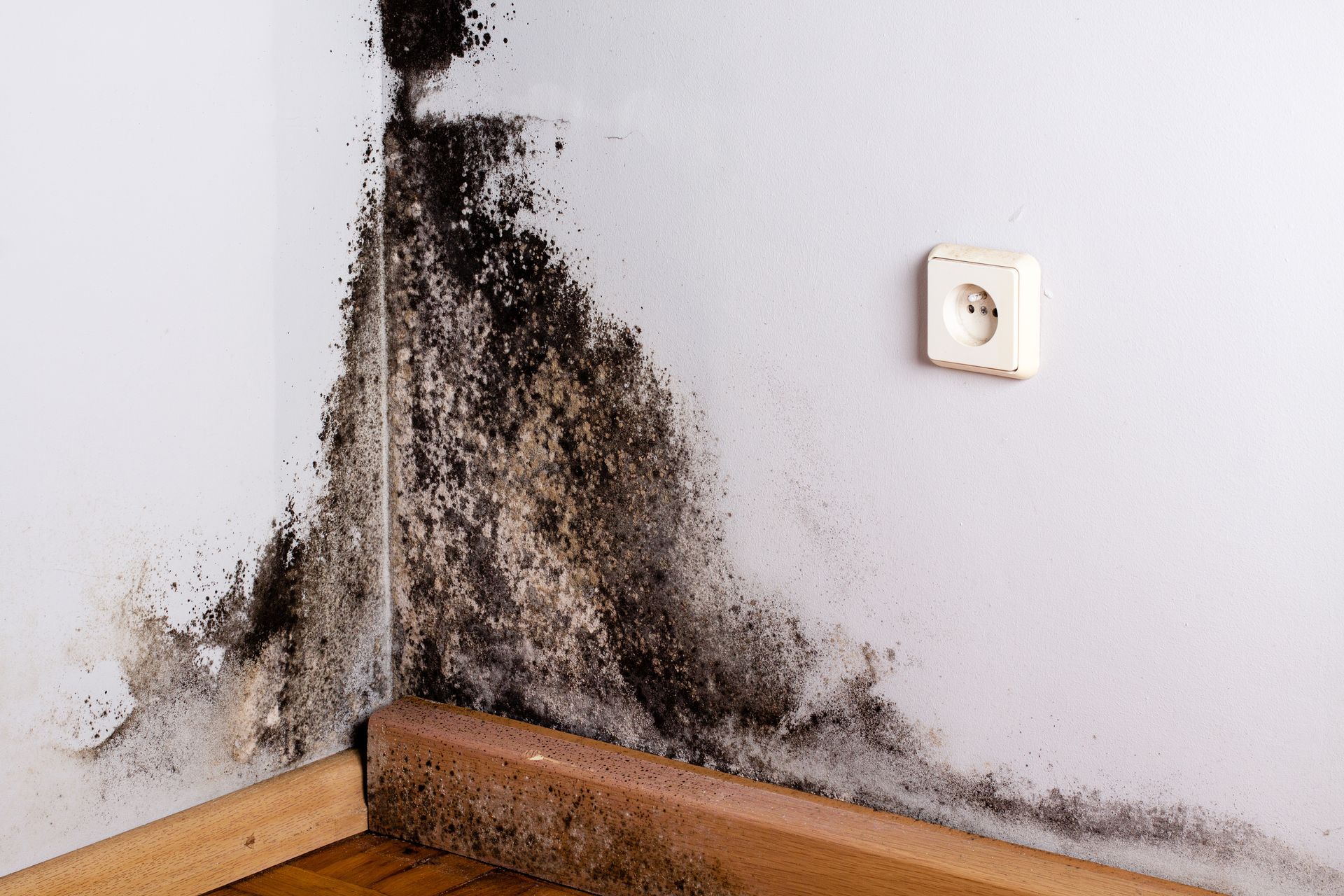 Black mold growing in the corner of a white room wall near a power outlet and baseboard.