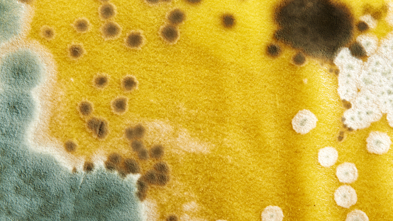 A close up of mold growing on a yellow surface.