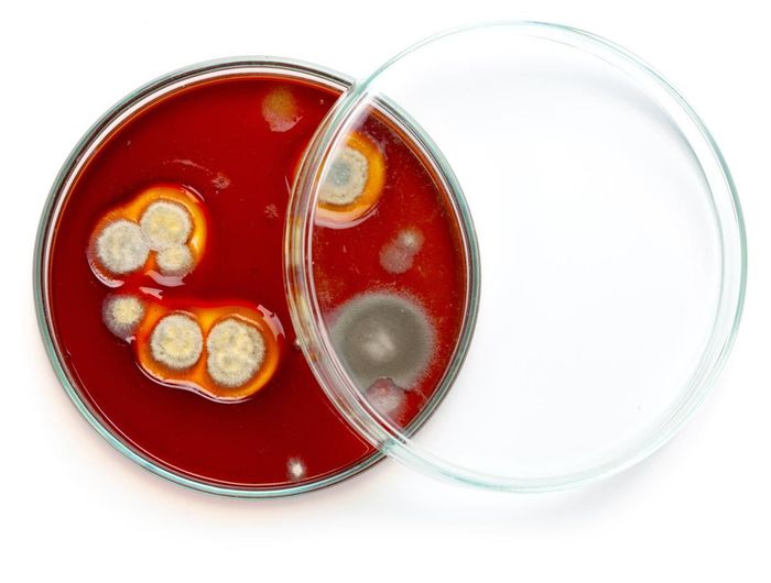 A petri dish filled with red liquid and a glass lid.