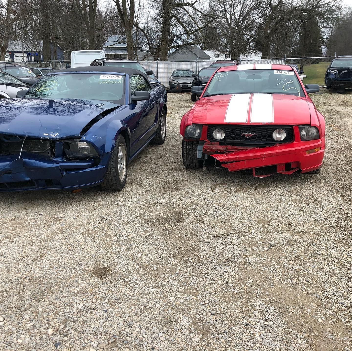 Two damaged Ford Mustangs, blue convertible and red coupe, in a junkyard.
