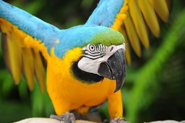 A blue and yellow parrot is standing on a rock with its wings spread.