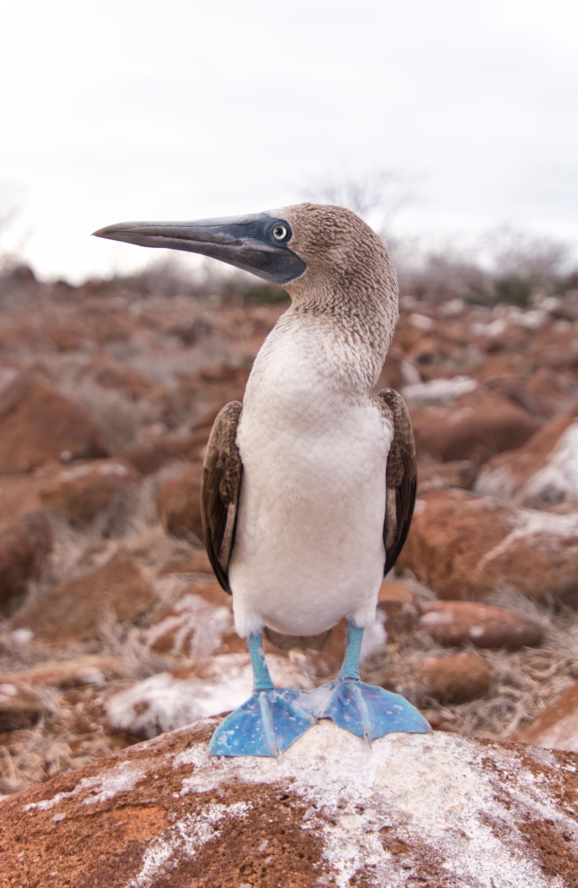A blue footed bird with blue feet is standing on a rock.