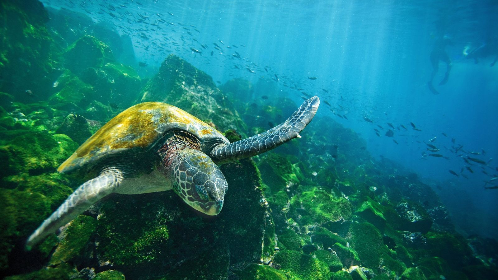 A sea turtle is swimming in the ocean near a rock.