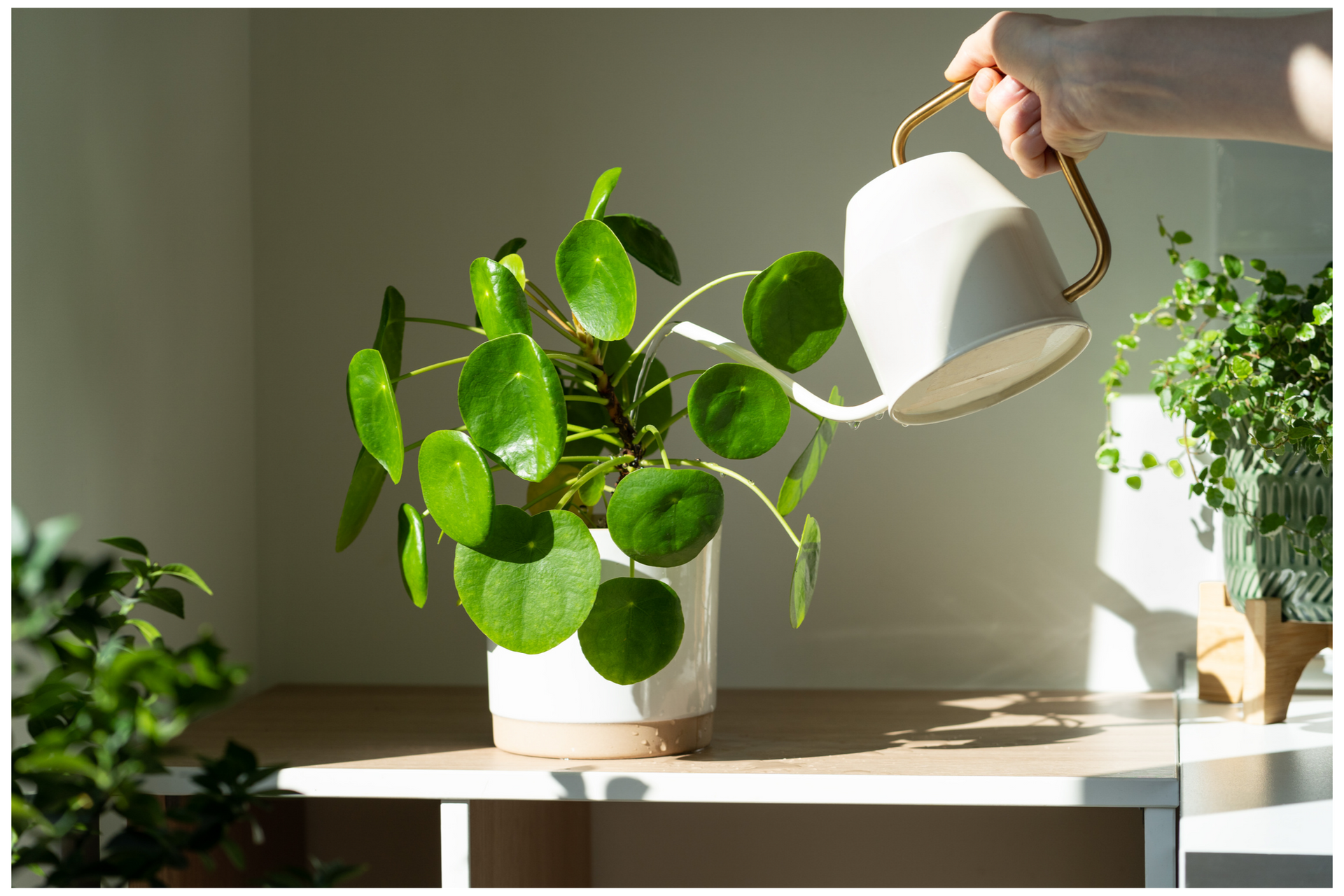 A person is watering a potted plant with a watering can.