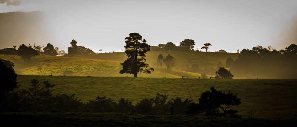 A Tree Stands In A Field. Hilly Landscape In The Background — LM Engineering In Atherton Tablelands, QLD