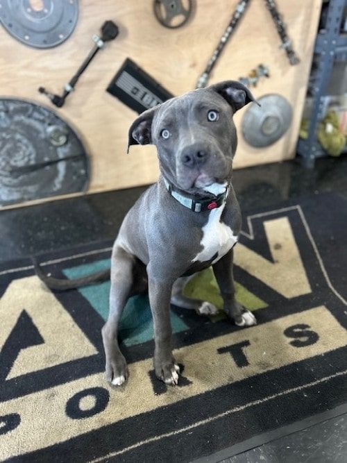 Indigo