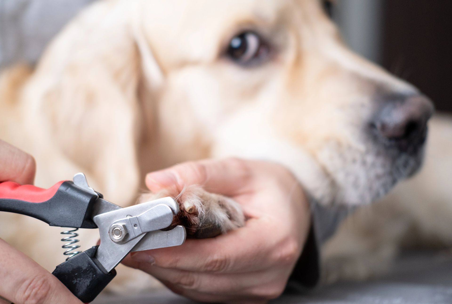 A person is cutting a dog 's nails with a pair of scissors.