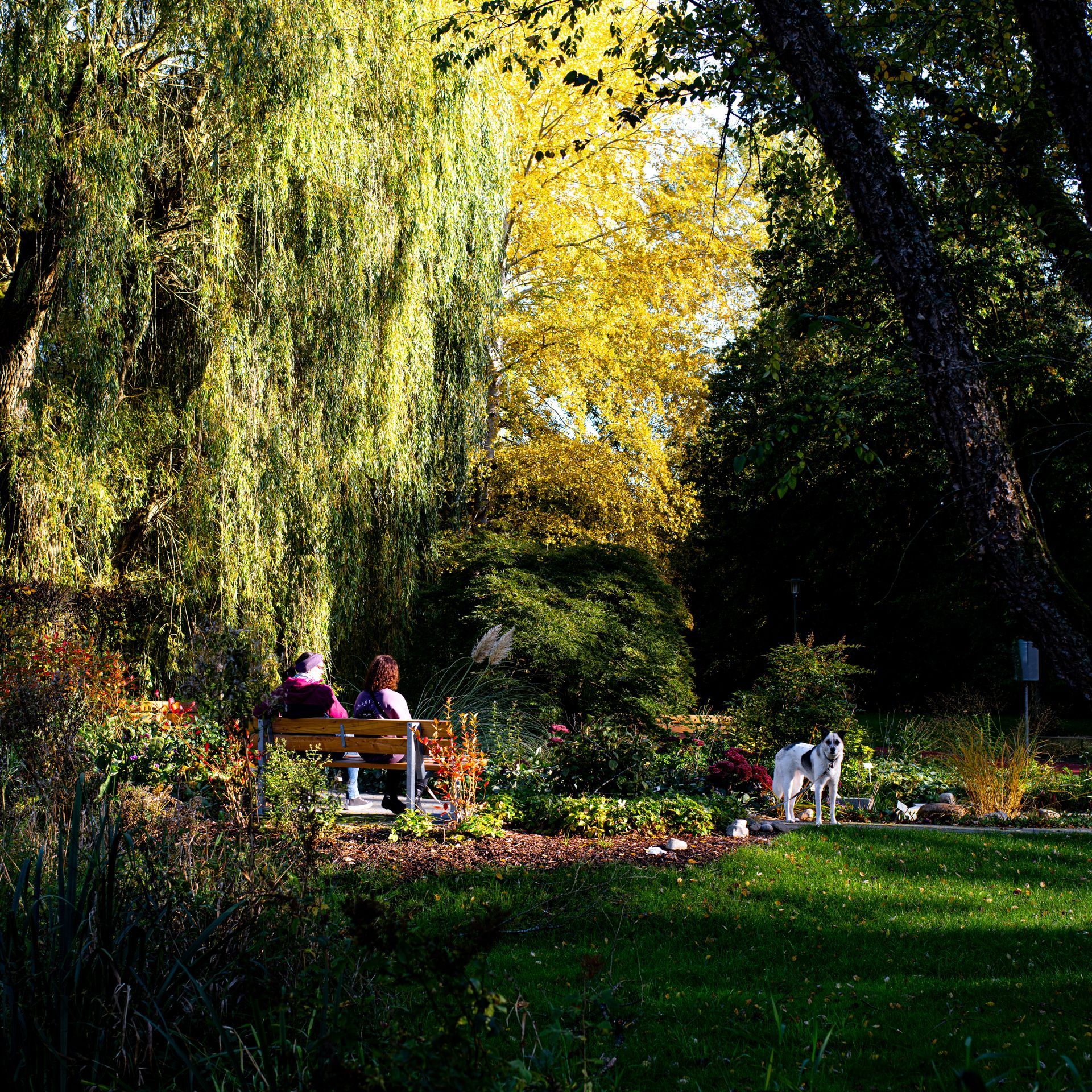 Menschen sitzen mit einem Hund auf einer Parkbank; Bäume in Herbstfarben, sonniger Tag.