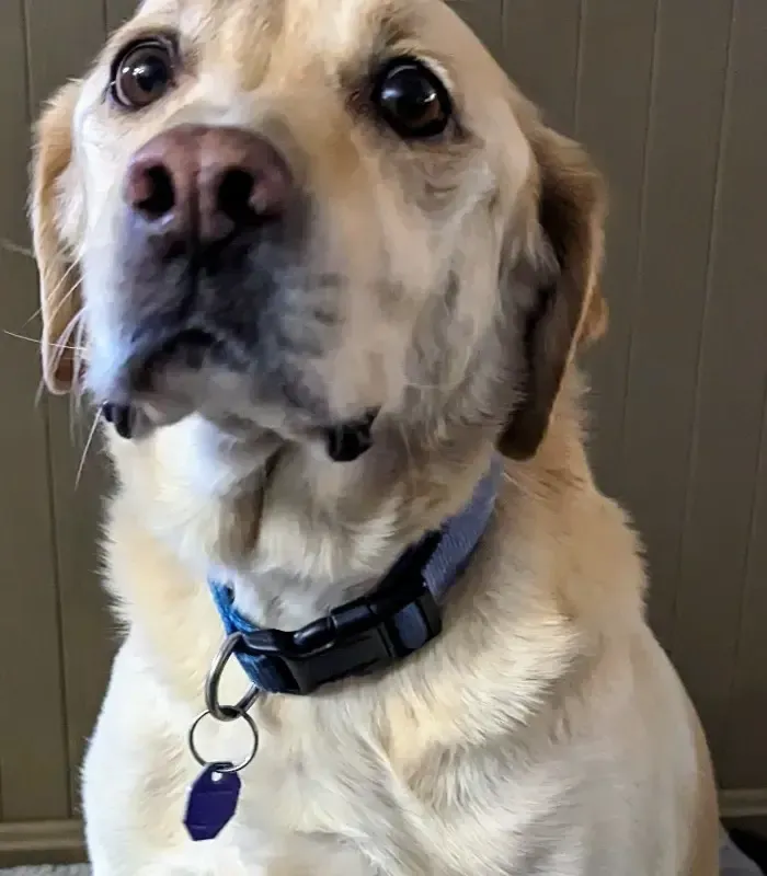 A light-colored Labrador Retriever with a blue collar and a blank purple tag looks directly at the camera.