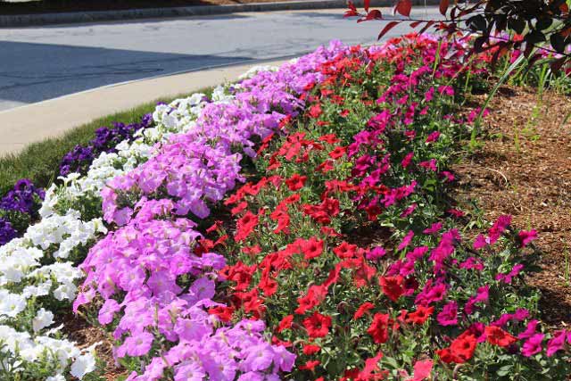 Annual - Landscaping Services in Sudbury, MA
