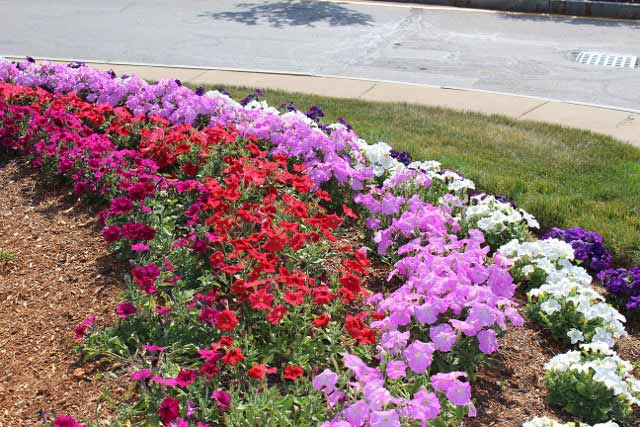 Annual Plantings - Landscaping Services in Sudbury, MA