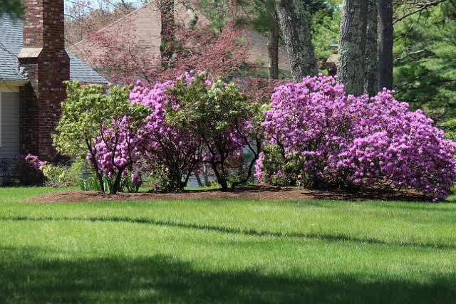 Shrub Installations - Landscaping Services in Sudbury, MA
