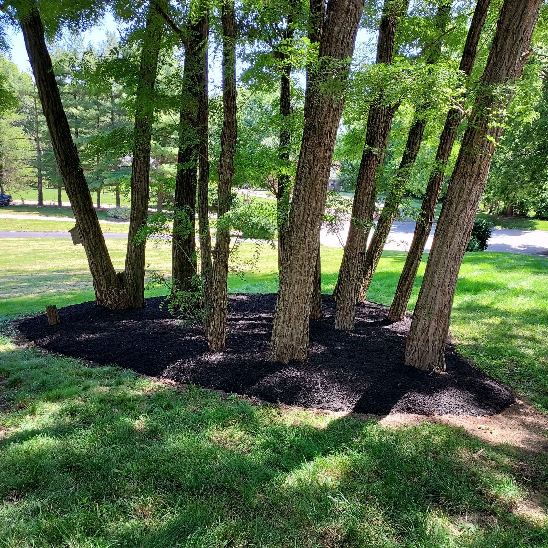 A row of trees surrounded by mulch in a yard.