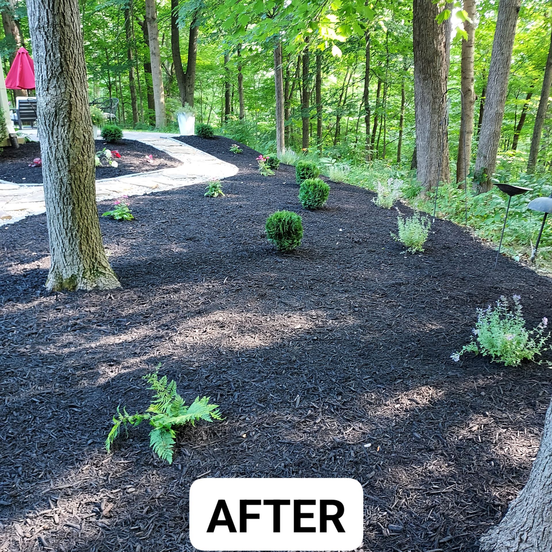 A picture of a backyard with black mulch and trees.