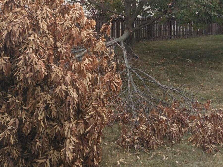 A tree with a lot of leaves is laying on the ground in a park.