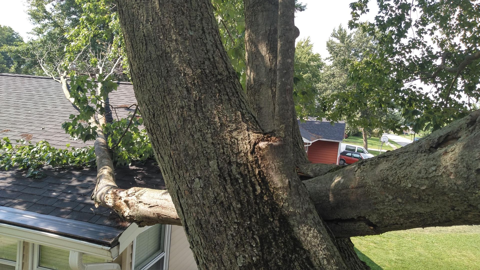 A large tree has fallen on top of a house.