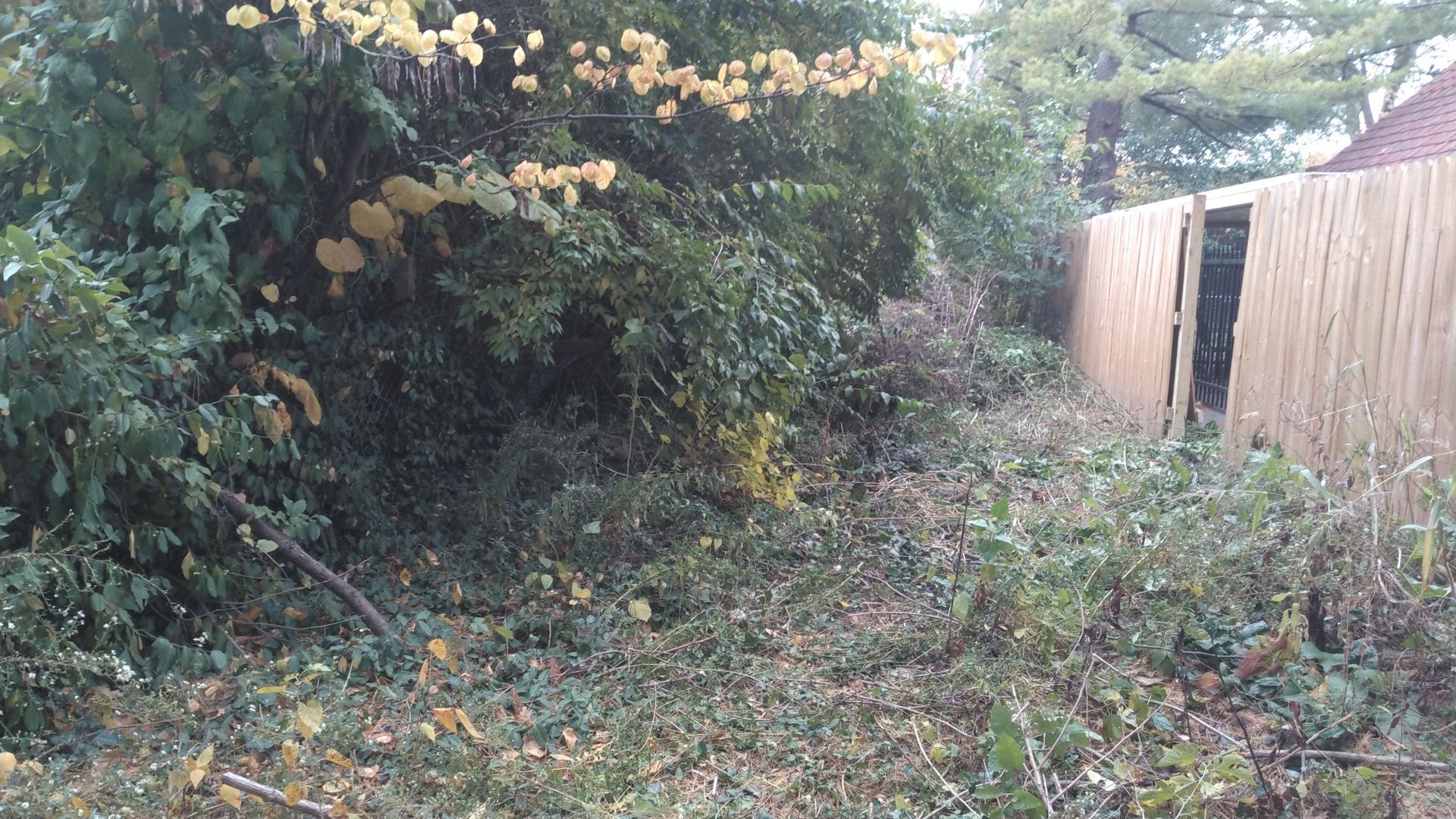 A wooden fence is surrounded by trees and bushes in a yard.