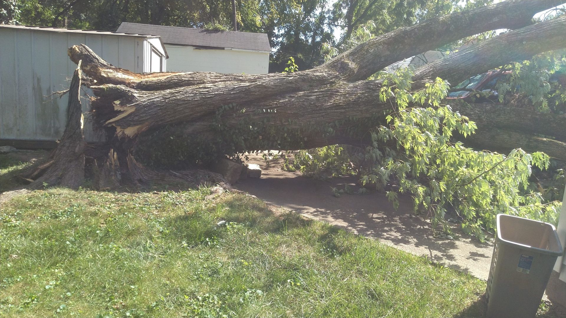 A large tree that has fallen on the ground in front of a house.