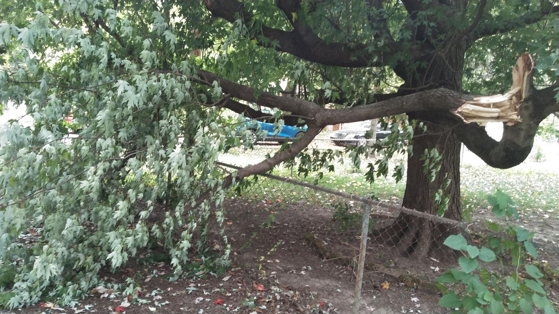 A tree with a broken branch in a park