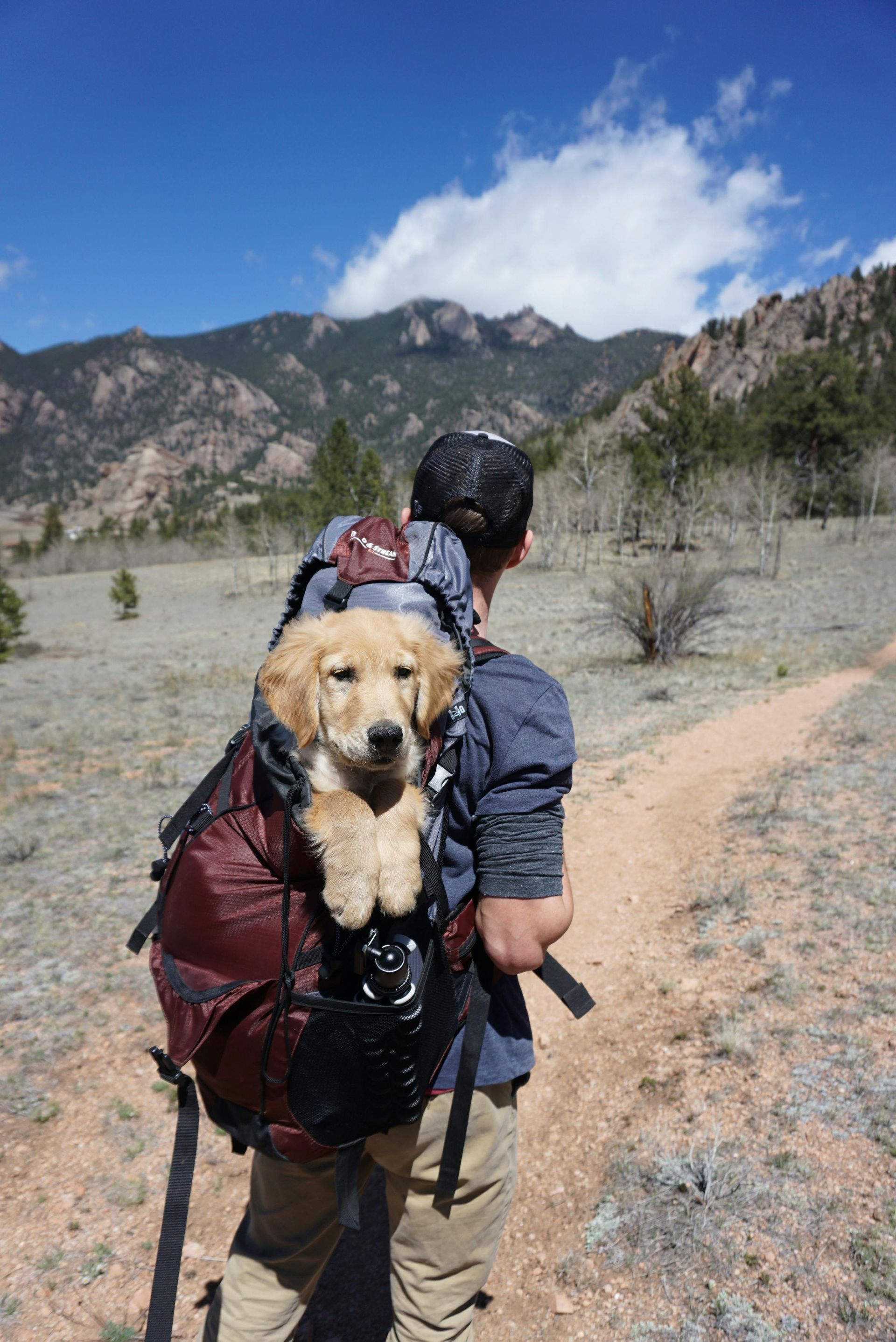 A person hikes on a trail, carrying a golden retriever puppy in a backpack.