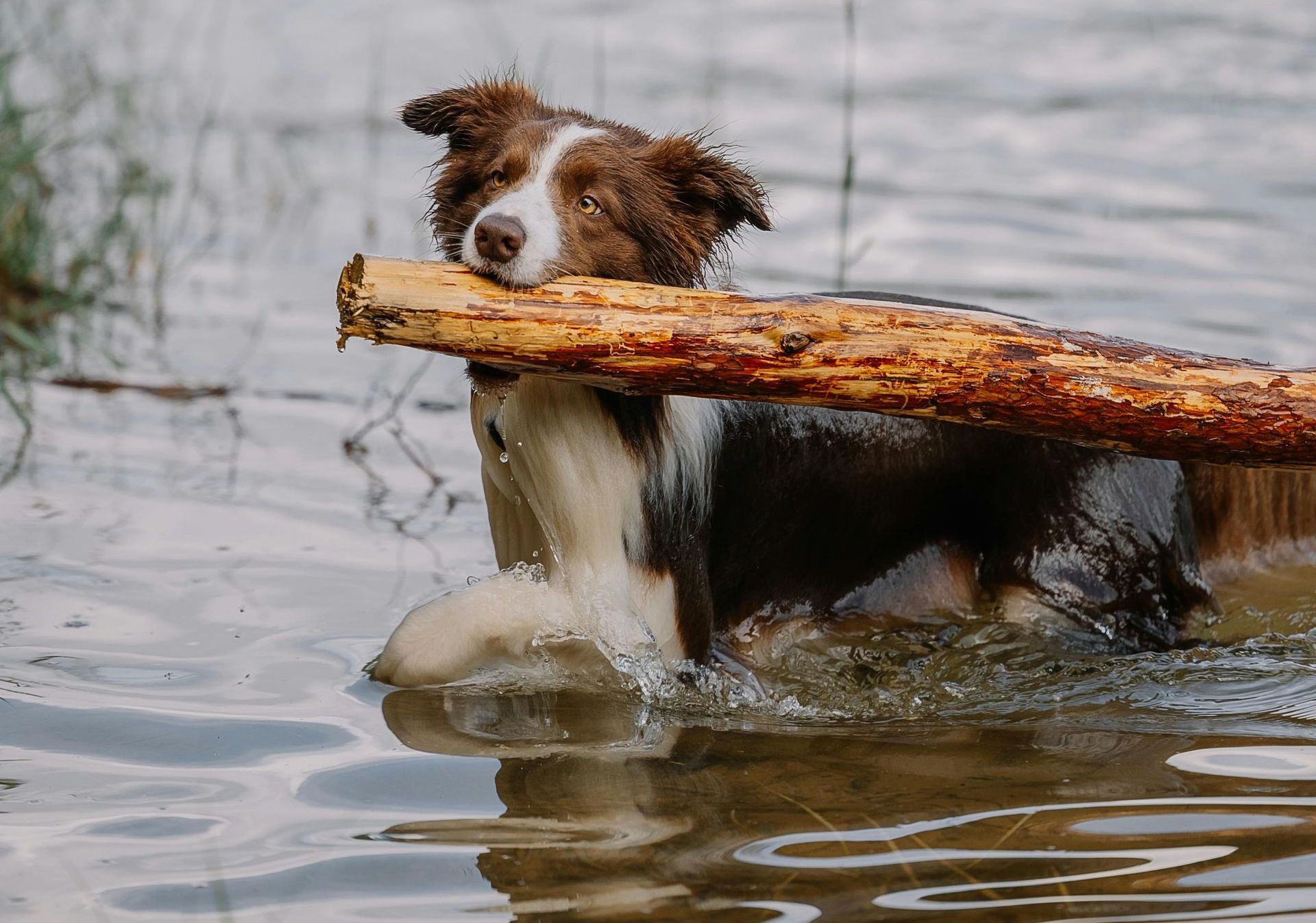 Brown and white Border Collie swimming in water, holding a large log in its mouth.