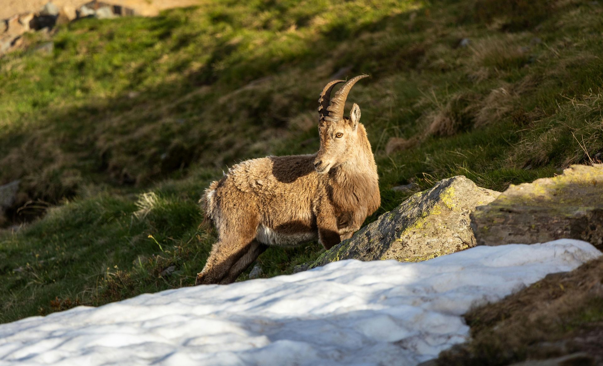 A brown ibex with curved horns stands on a grassy hillside with patches of snow.