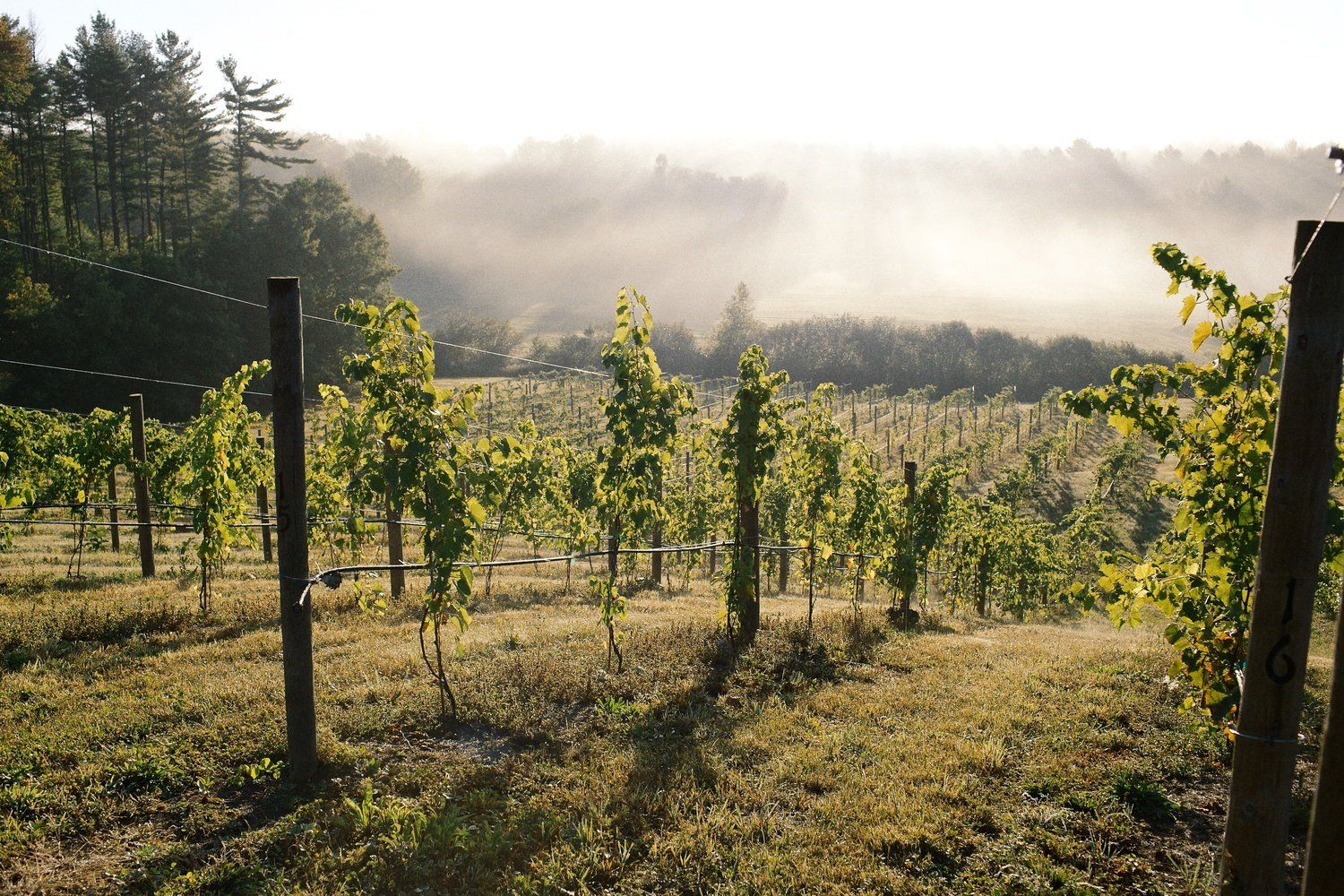 Image of a beautiful vineyard on a misty morning
