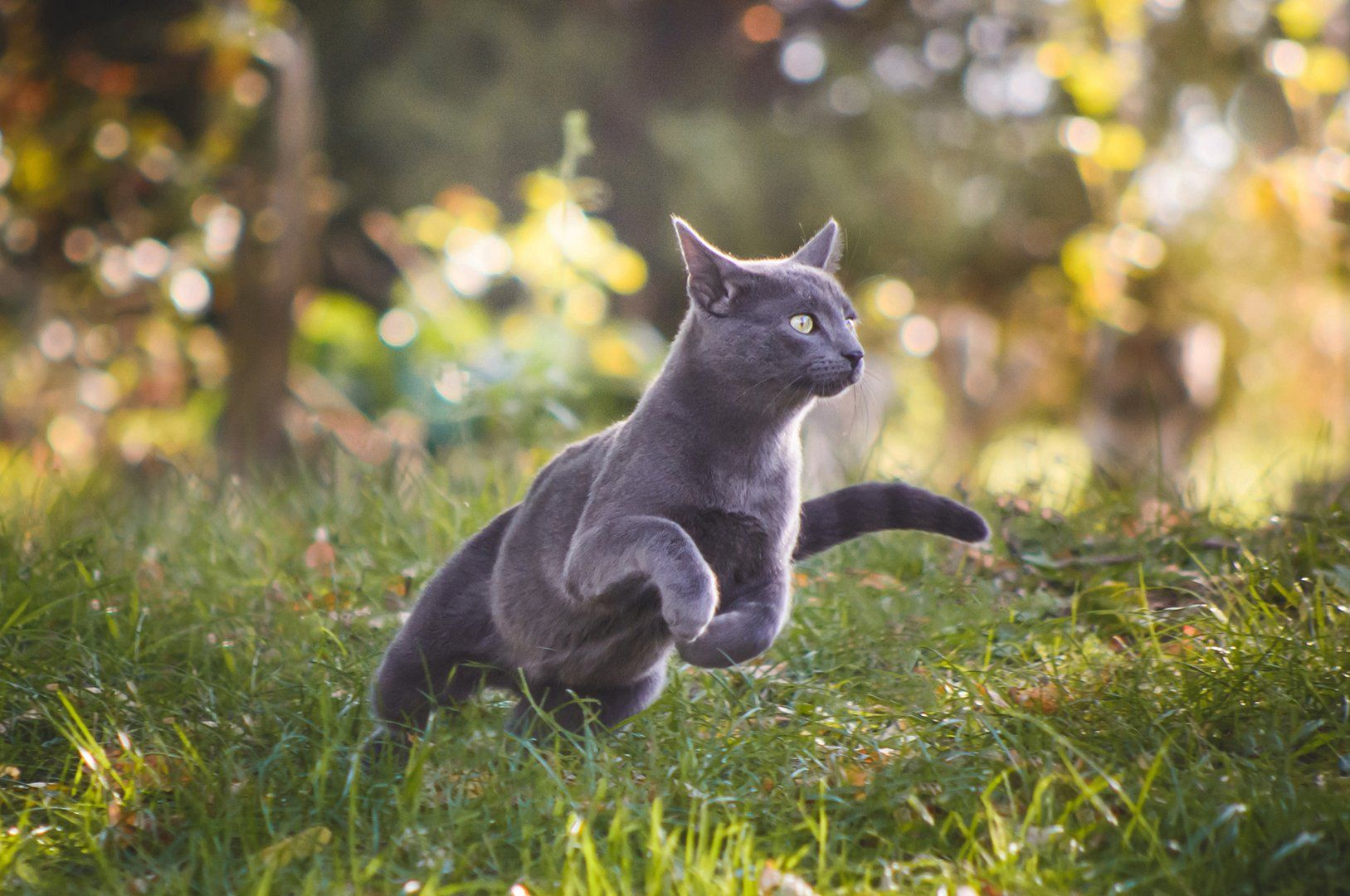 Beautiful grey cat pouncing in a green meadow