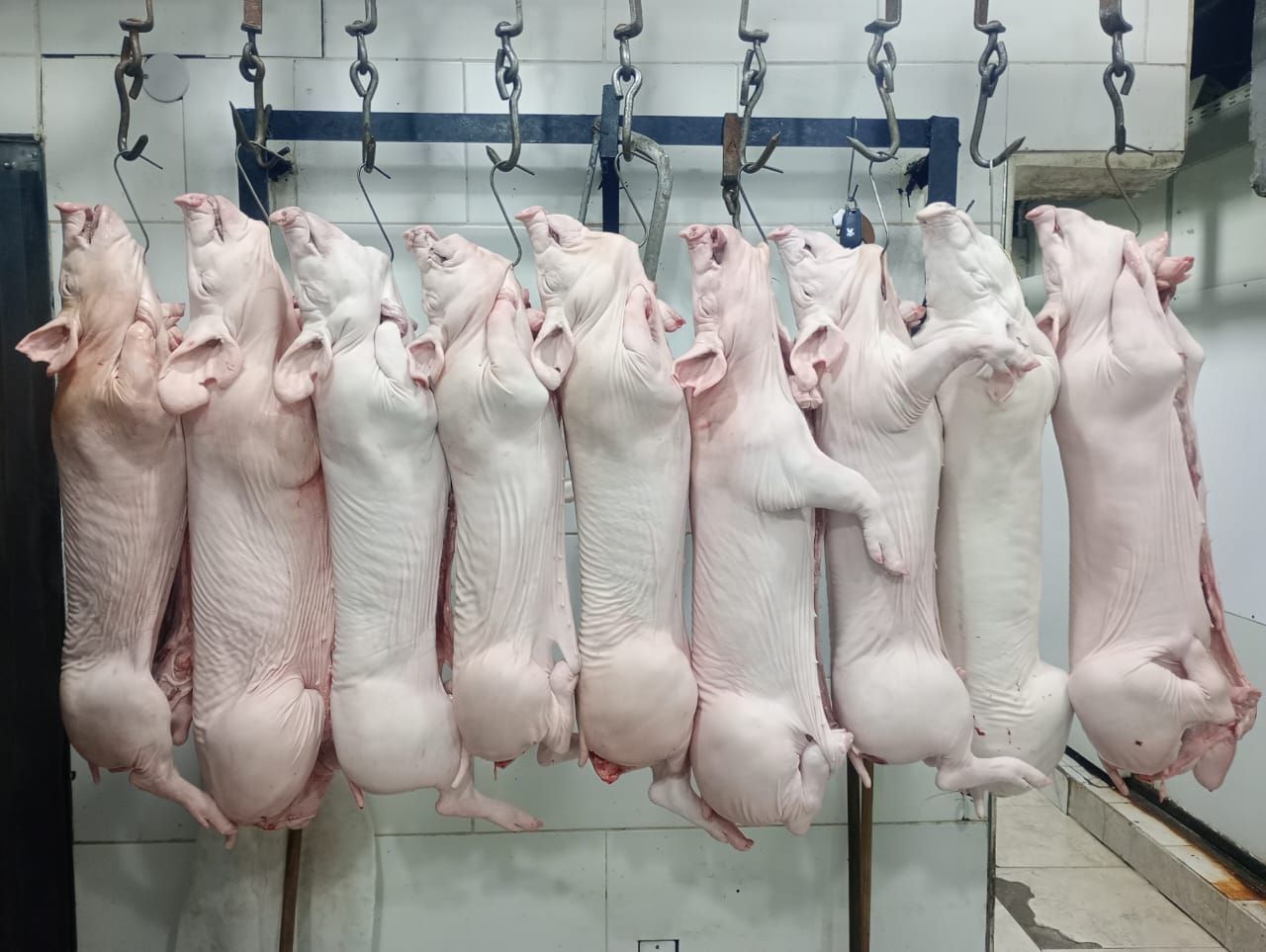 Nueve canales de cerdo desolladas cuelgan de ganchos en una carnicería.