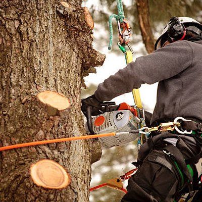 Professional Tree Removal — Rustburg, VA — Bryant's Tree Service