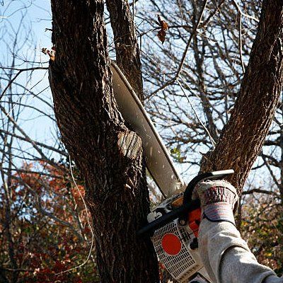 Professional Tree Service — Rustburg, VA — Bryant's Tree Service