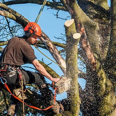 Professional Tree Cutting — Rustburg, VA — Bryant's Tree Service