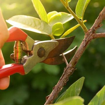 Tree Trimming Services Rustburg Va Bryant S Tree Service
