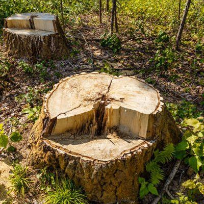 Tree Stump — Rustburg, VA — Bryant's Tree Service