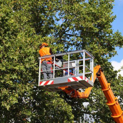 Damaged Tree — Rustburg, VA — Bryant's Tree Service