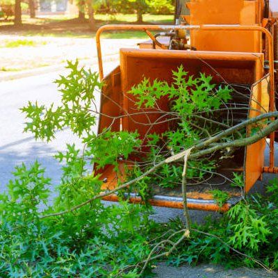 Branches of A Trimmed Tree — Rustburg, VA — Bryant's Tree Service
