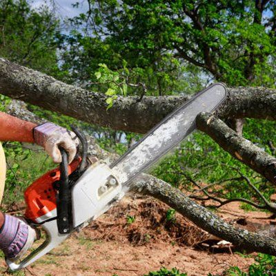 Professional Cutting Trees — Rustburg, VA — Bryant's Tree Service