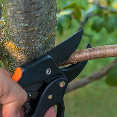 Pruner Shears — Rustburg, VA — Bryant's Tree Service