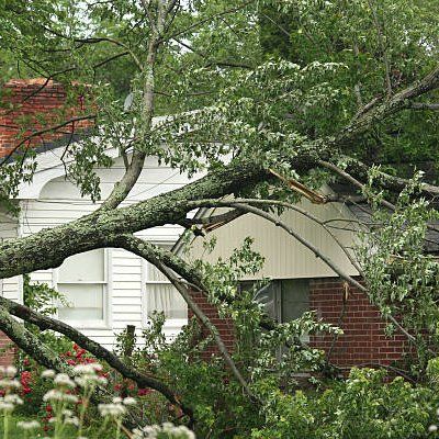 Fallen Tree — Rustburg, VA — Bryant's Tree Service