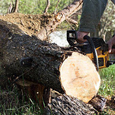 Old Tree Removal — Rustburg, VA — Bryant's Tree Service