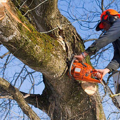 Professional Tree Removal — Rustburg, VA — Bryant's Tree Service