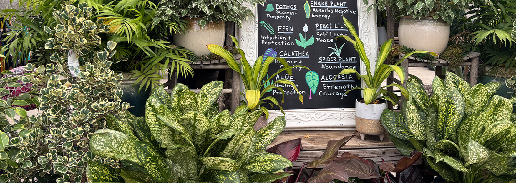 Save up to 50% on houseplants and indoor pottery