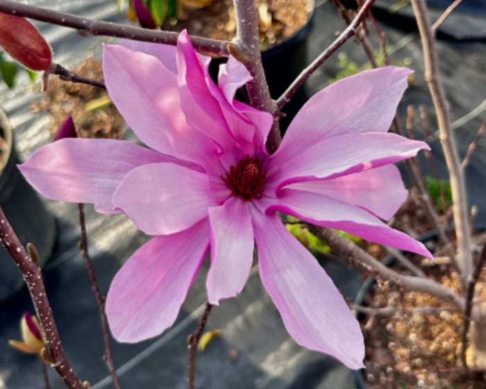 Crape Myrtle at Logan's Garden Hut in Fuquay 
