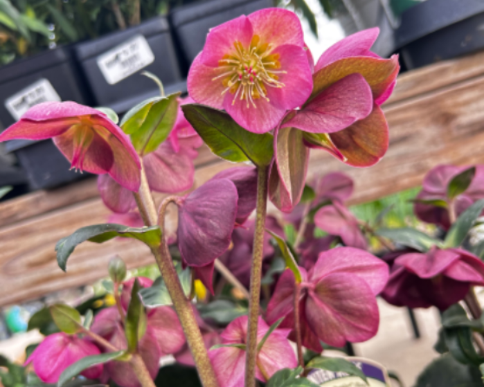 Hellebore at Logan's Garden Hut in Fuquay 