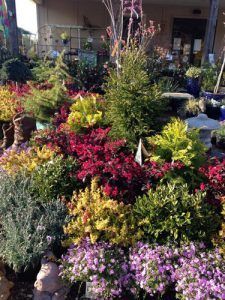 perennials shrubs