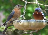 Attracting Bluebirds To Your Garden