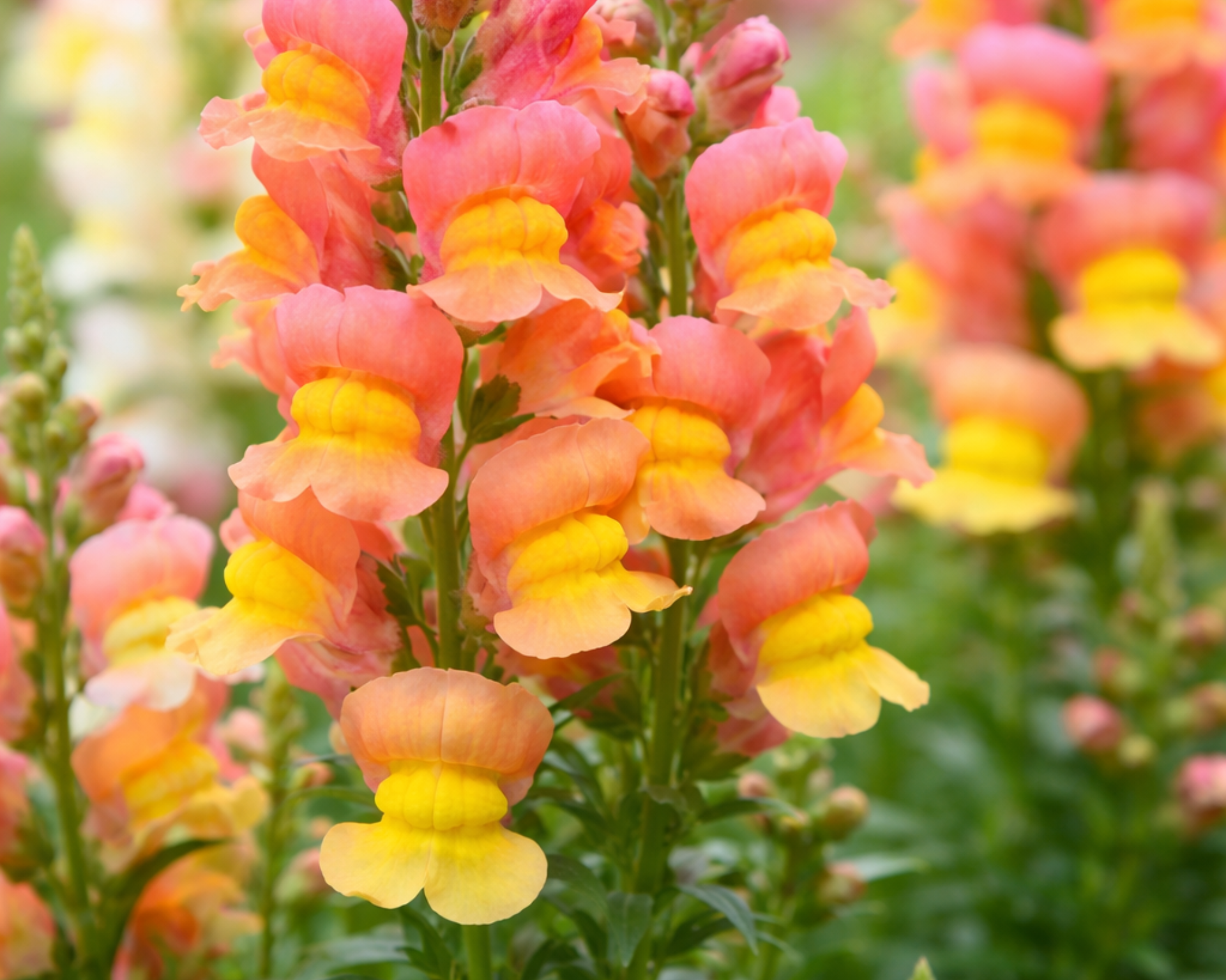 Snapdragon at Logan's Garden Hut in Fuquay 