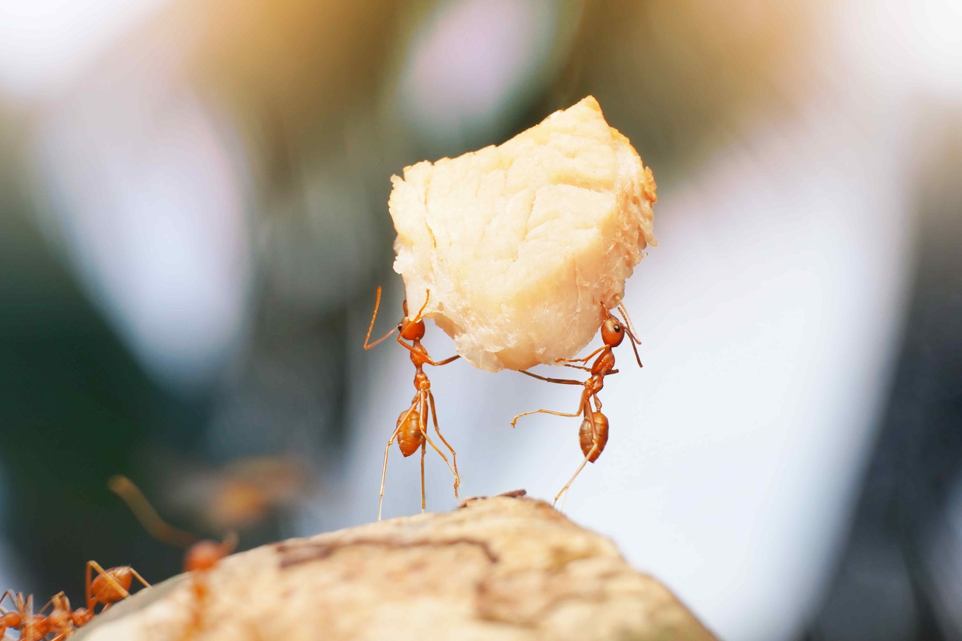 2 ants holding up a crumb