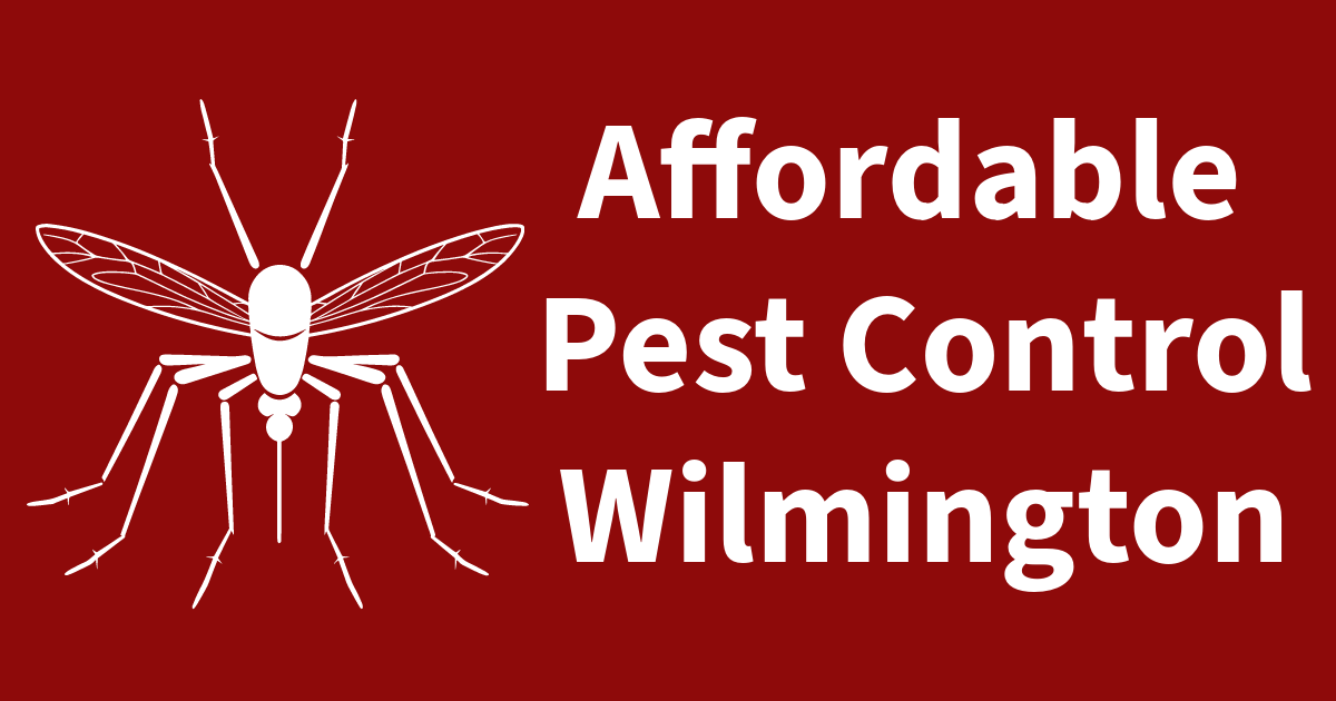 Termite Control in Wilmington, NC Affordable Pest Control Wilmington