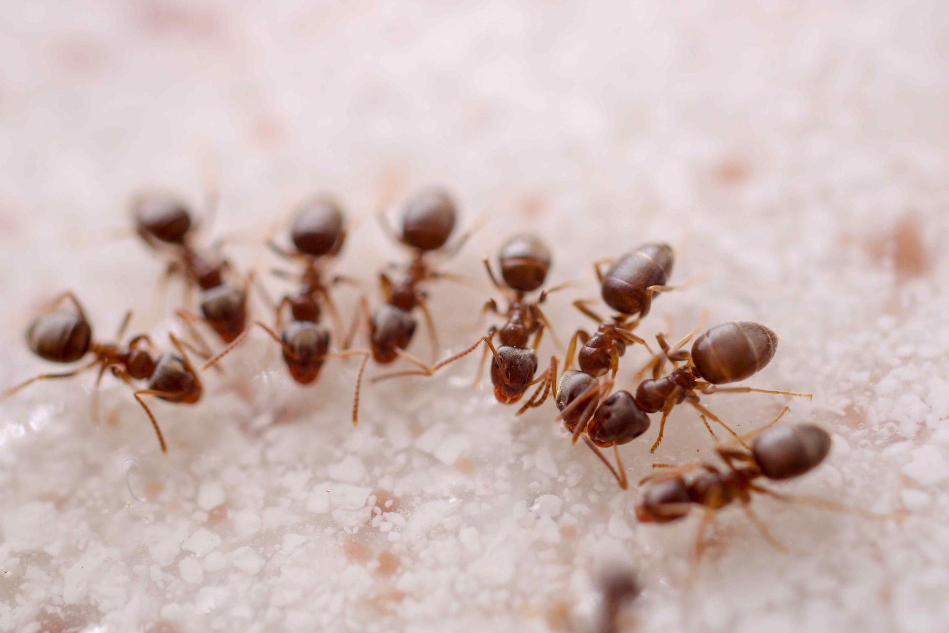 ants on a piece of bread